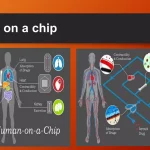 Mengenal Organ On A Chip Pengujian Obat Tanpa Membutuhkan Hewan Uji