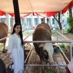 Kemegahan Qurban Di Istiqlal Sapi Presiden Dan Wakil Presiden Pikat Perhatian Publik