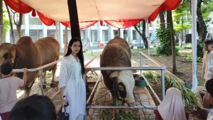 Kemegahan Qurban Di Istiqlal Sapi Presiden Dan Wakil Presiden Pikat Perhatian Publik