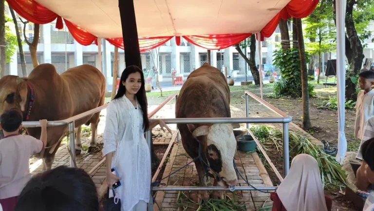 Kemegahan Qurban Di Istiqlal Sapi Presiden Dan Wakil Presiden Pikat Perhatian Publik